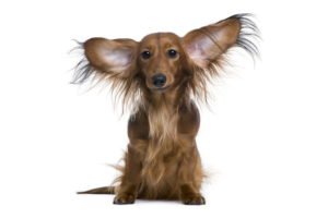 Otite Canina - Causas