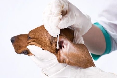 Otite Canina - Prevenção e Cuidados