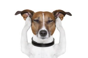 Otite Canina - Sintomas