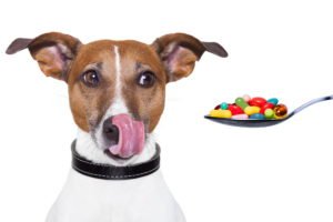 Otite Canina - Tratamento