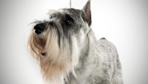 Schnauzer