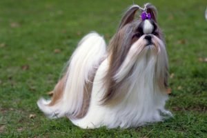 Shih Tzu - Cuidados Especiais