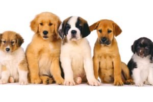 Verme de Cachorro - Predisposição de Raça