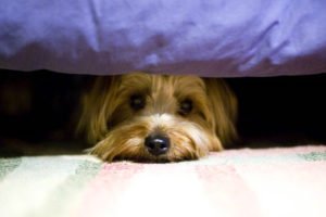 Barulho de Trovões ou Fogos de Artifício