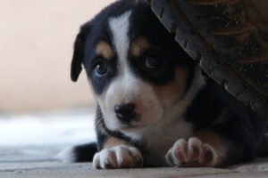 Barulho de Trovões ou Fogos de Artifício