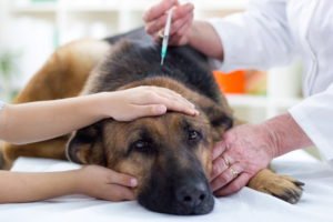 Cinomose - Prevenção