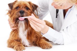 Cinomose - Tratamento