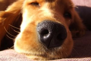 Cinomose - Transmissão