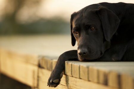 Comportamento Animal