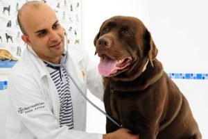 Dr. Fernando Almeida - Labrador