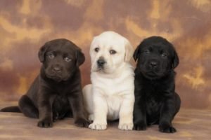 Como é o comportamento do Labrador?