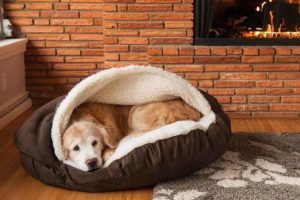 Medo Fogos de Artifício - Local Seguro