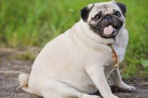 Obesidade Canina