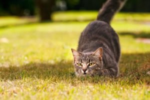 motivos para ter um gato: Gatos são caçadores muito habilidosos