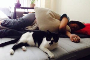 motivos para ter um gato: Eles são muito companheiros