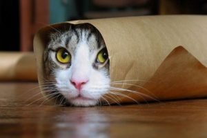 motivos para ter um gato: Gatos são espontâneos e engraçados