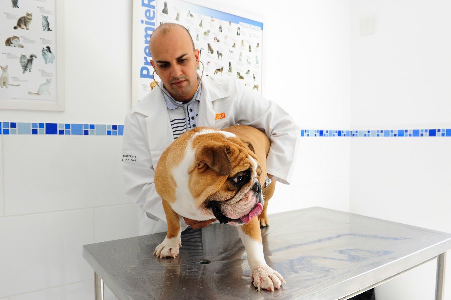 Piometra - Diagnóstico