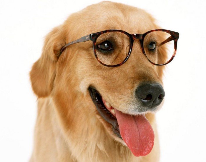 Oftalmologia Veterinaria