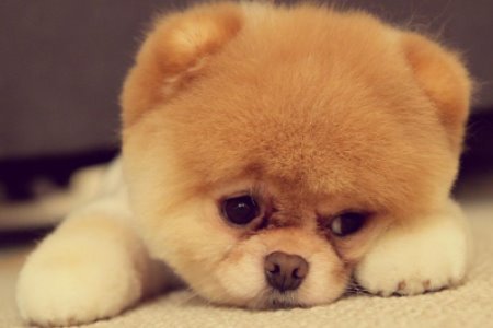 Lulu da Pomerânia - Cuidados Especiais