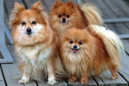 Lulu da Pomerânia - Ficha Técnica