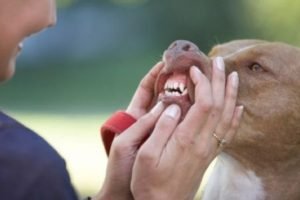 Tártaro Canino - Cuidados