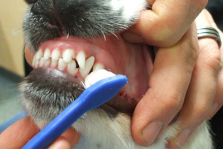 Tártaro Canino - Escovar ps Dentes