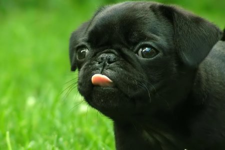 Pug - Temperamento