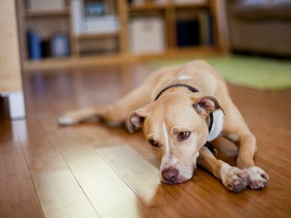 Pelo de Cachorro - Alergia