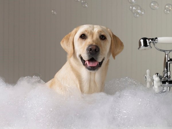 Pelo de Cachorro - Banho