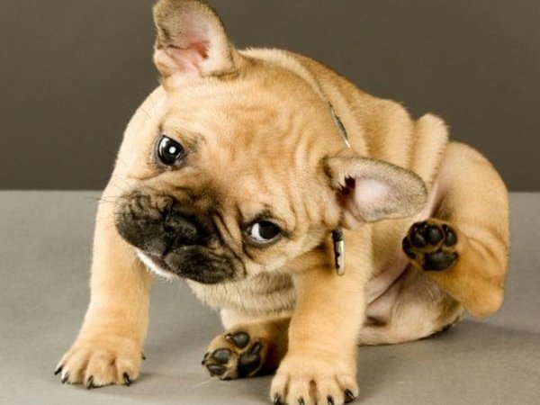 Pelo de Cachorro - Pulga