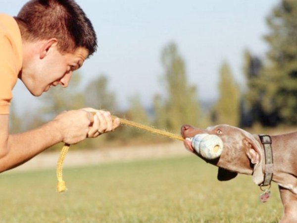 Brincar Com Cachorro - Cabo de Guerra