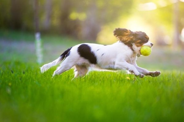 Como cuidar de um cachorro: Brinquedos