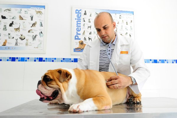 Como cuidar de um cachorro: Castração