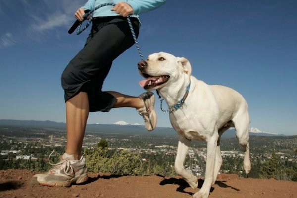 Como cuidar de um cachorro: Passeios
