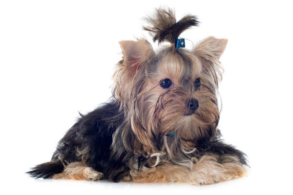 Yorkshire Terrier | Comportamento