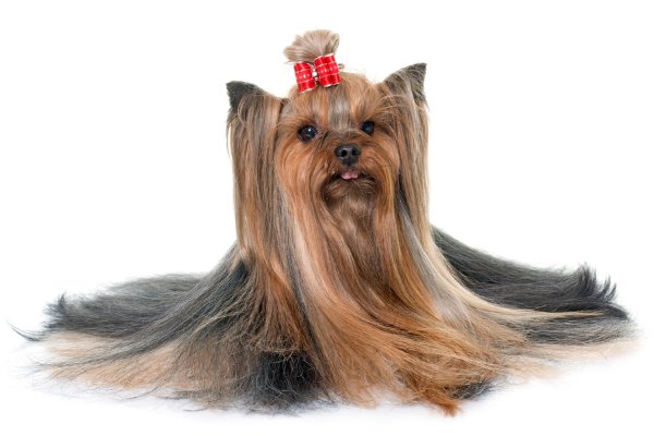 Yorkshire Terrier | Cuidados Especiais