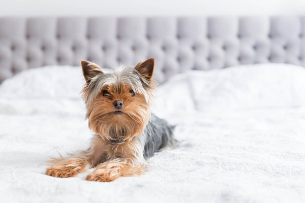 Yorkshire Terrier | Ficha Técnica