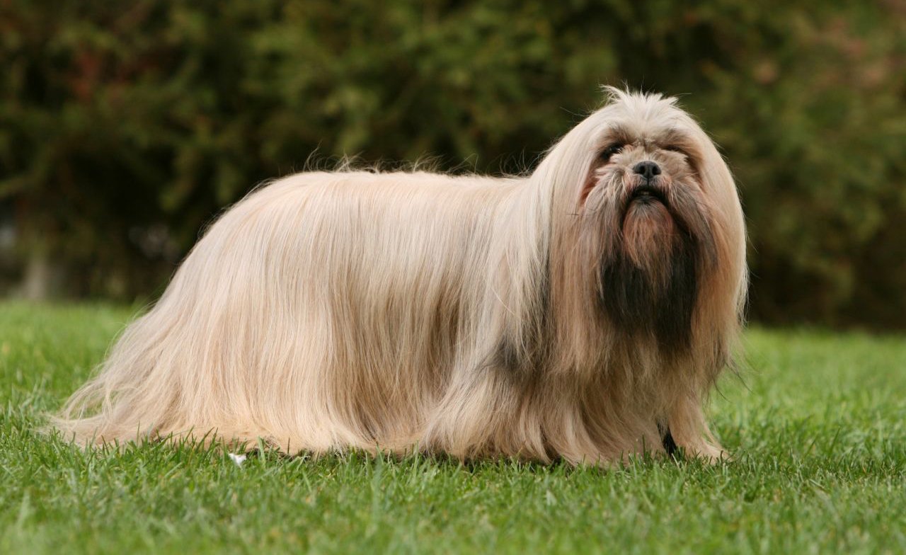 Lhasa Apso