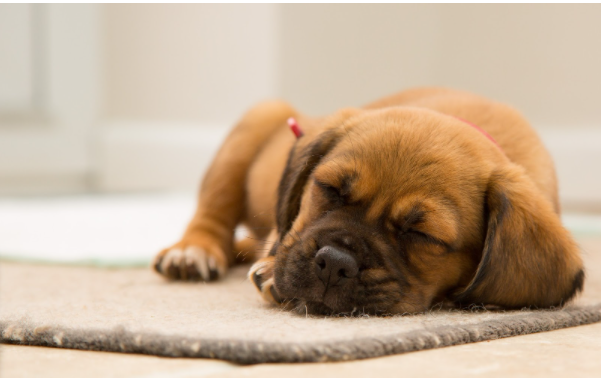 acordar-cachorro-no-meio-do-sono