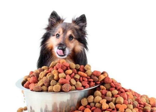 deixar-racao-ou-comida-a-vontade-para-cachorro