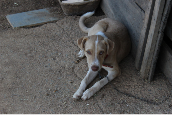 mante-los-presos-a-correntes