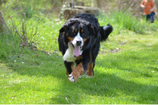 passear-com-cachorro