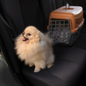 cachorro comportamento