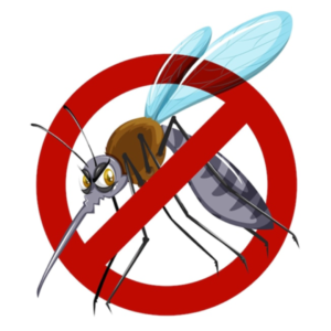 mosquito dirofilariose