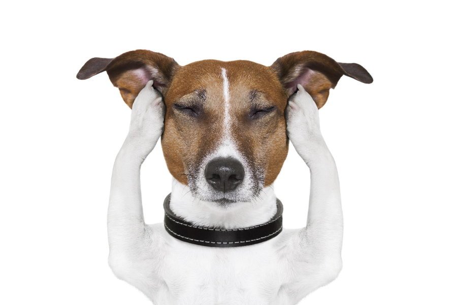 OTITE Canina – Saiba como cuidar e prevenir