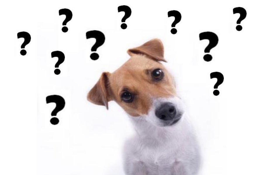 Quando usar homeopatia nos nossos pets?