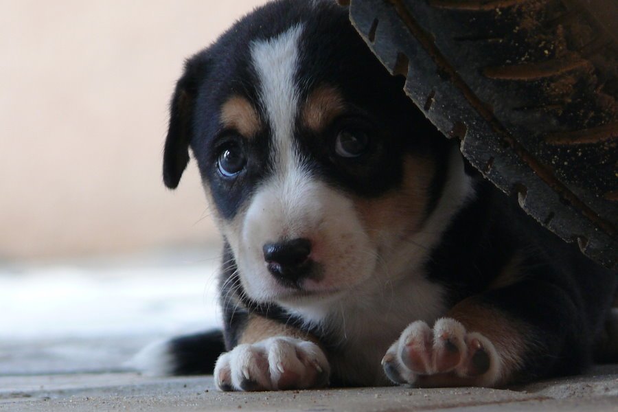 Meu cachorro tem medo do barulho de trovões ou fogos de artifício