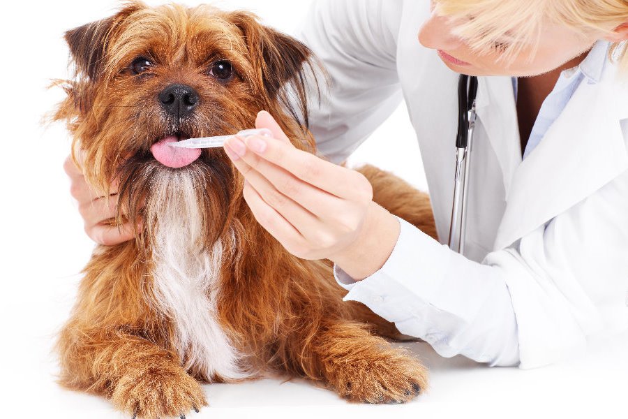 Cinomose: Tudo sobre os Sintomas, Tratamento e Prevenção