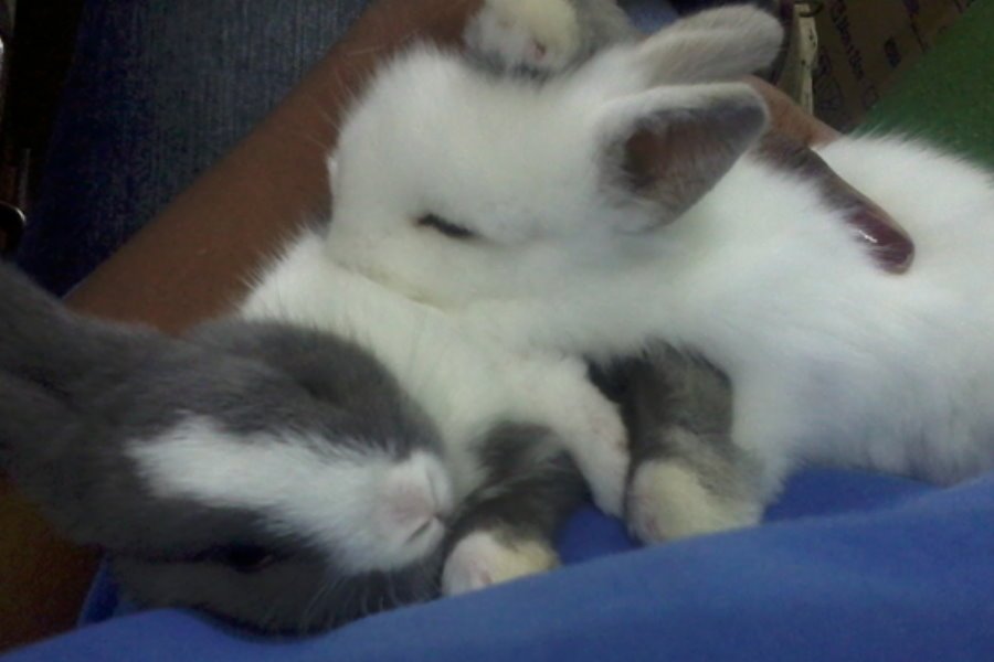 Má Oclusão – Por que meus coelhos possuem dentes muito grandes?