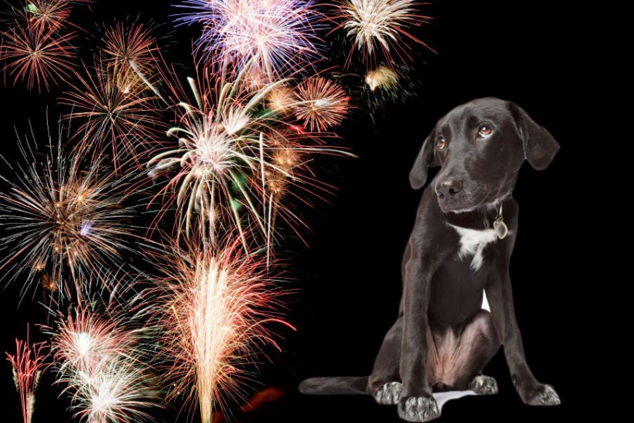 Medo de fogos de artifício | 5 Dicas para donos de cachorros